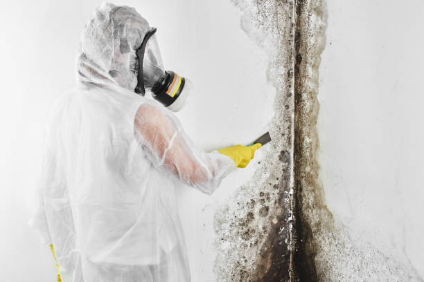 Best Crawl Space Mold Remediation in Cuba City, WI