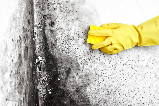 Best HVAC Mold Remediation in Cuba City, WI