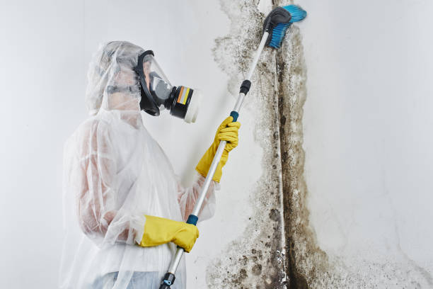 Best Health and Safety Mold Remediation in Cuba City, WI