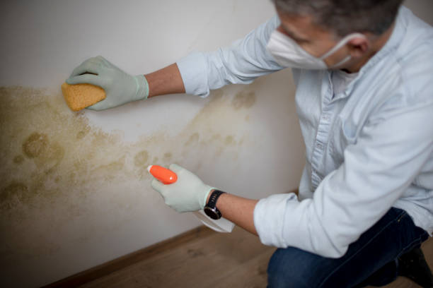 Best Commercial Mold Remediation in Cuba City, WI