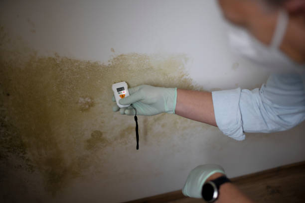 Best Basement Mold Remediation in Cuba City, WI