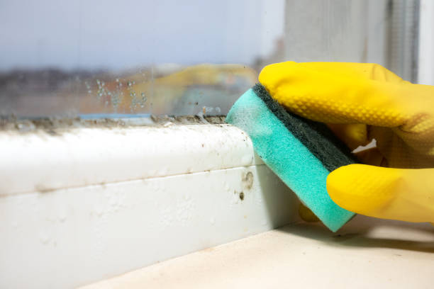 Best Black Mold Remediation in Cuba City, WI