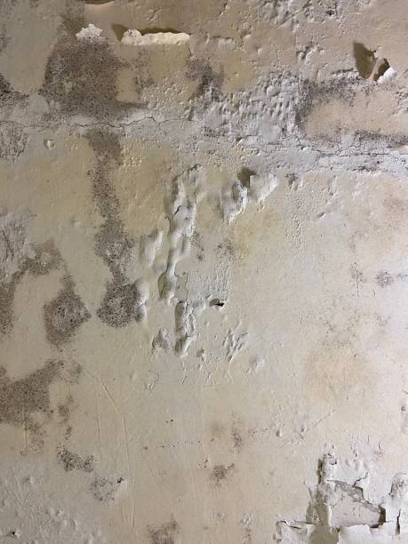 Best Commercial Mold Remediation in Cuba City, WI